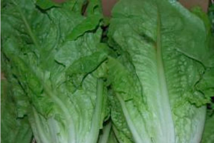Imagen de lechuga