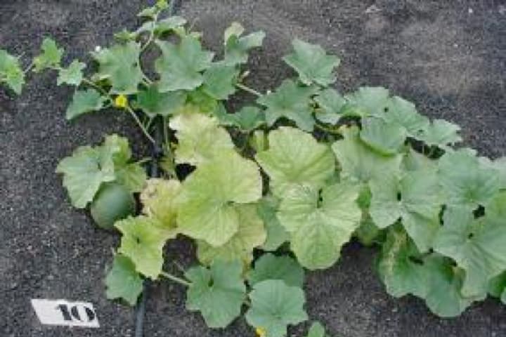 Imagen de melón