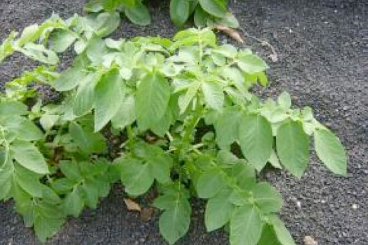 Imagen de papas