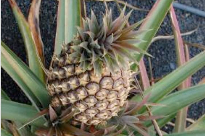 Imagen de piña tropical