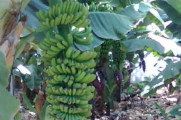 Imagen de platanos