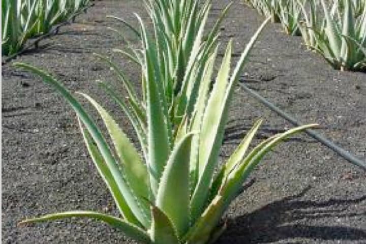 Imagen de aloe