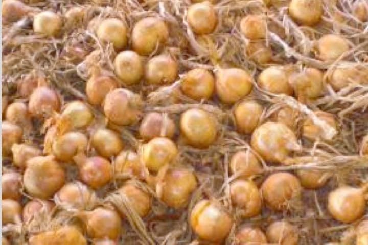 Imagen de cebolla