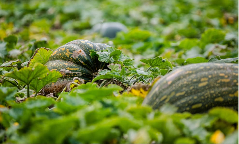 Imagen de calabazas