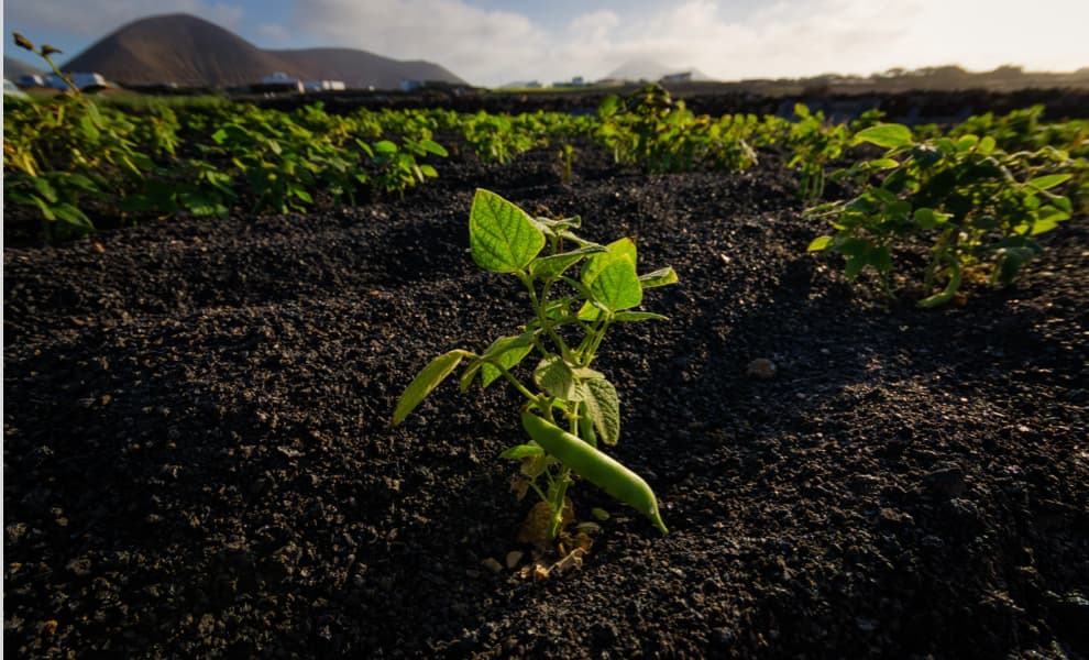Imagen de planta
