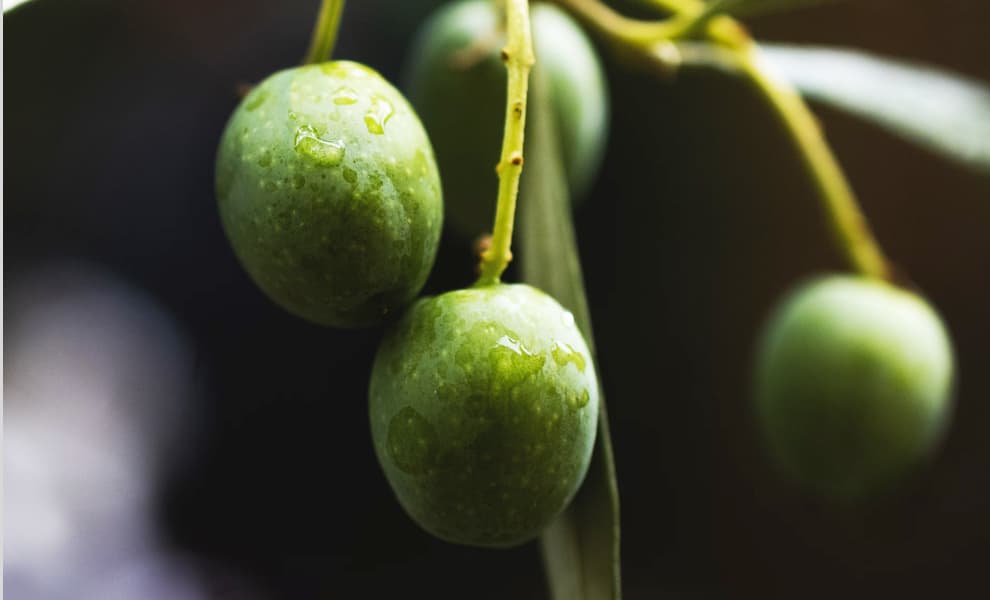 Imagen de aceituna